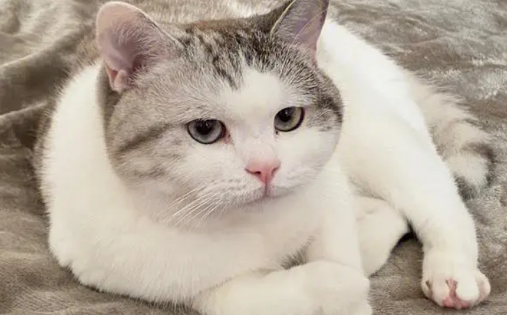 洁癖度极高的猫咪为何随地大小便? 洁癖度极高的猫咪为何随地大小便?