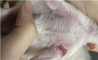 小猫右腿内侧破皮了如何处理啊