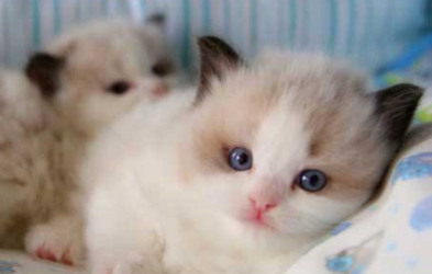 纯黑色布偶猫真的有吗？这样的布偶猫其实是失格！