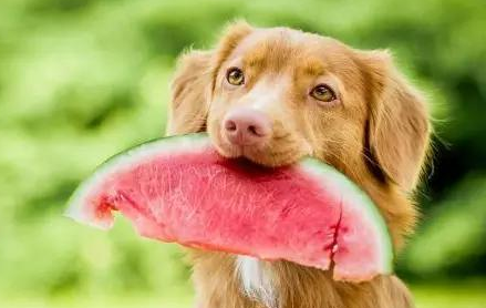 狗狗中暑的预防与救治！