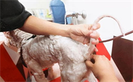 什么时候应该给狗狗挤肛门腺？狗狗肛门腺怎么挤