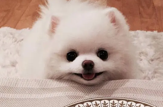 博美离开妈妈会怎么样啊 博美离开妈妈会怎么样啊