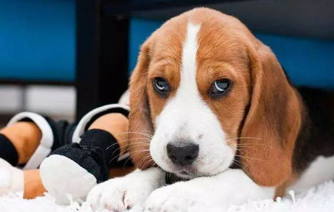 养狗狗家里有味道怎么办？ 如何去除狗狗异味？