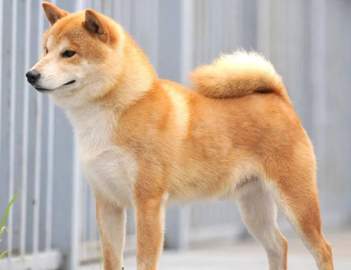 柴犬不喜欢摇尾巴,原来它有特别的肢体语言! 柴犬不喜欢摇尾巴,原来它有特别的肢体语言!