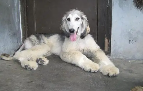 阿富汗猎犬纯种价格表