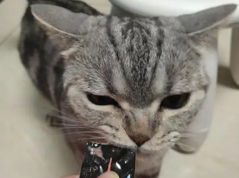 友点萌猫条好吗