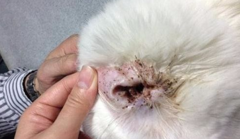 猫咪长耳螨怎么办?猫咪长耳螨怎么办啊? 猫咪长耳螨怎么办?猫咪长耳螨怎么办啊?