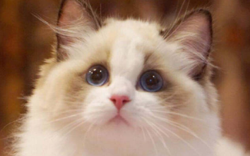 布偶猫不满耳能买吗 不满耳的布偶猫失格吗