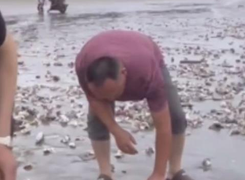 台风天深圳一海滩出现大量海鲜 很多村民去捡生蚝