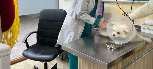 丹东口碑好的宠物医院