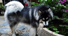 阿拉斯加犬得了肝腹水还能活多久?狗狗常见病! 阿拉斯加犬得了肝腹水还能活多久?狗狗常见病!