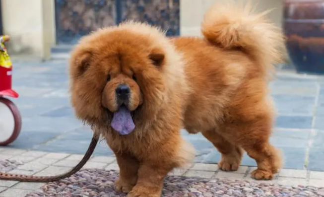 松狮犬的繁殖要点和需要了解的基本知识-宠物网