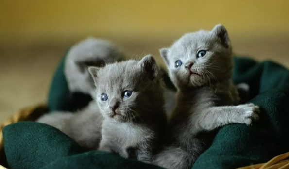 猫出现应激反应怎么办?猫惊吓过度的症状? 猫出现应激反应怎么办?猫惊吓过度的症状?
