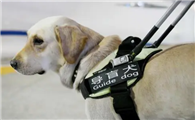 导盲犬品种导盲犬是什么狗呢？