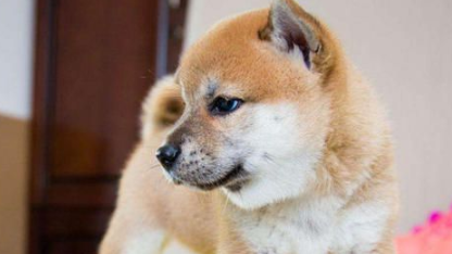 柴犬眼睛下面掉毛,有哪些原因引起柴犬掉毛? 柴犬眼睛下面掉毛,有哪些原因引起柴犬掉毛?