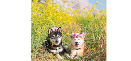 柴犬拉不动,柴犬拉不动的原因? 柴犬拉不动,柴犬拉不动的原因?