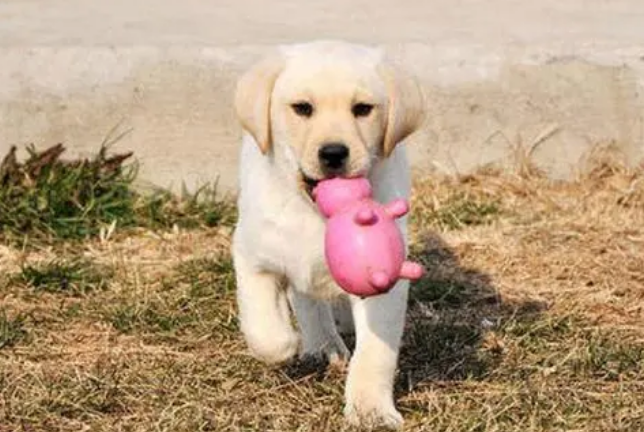 拉布拉多幼犬咬东西该如何训练 拉布拉多幼犬咬东西该如何训练