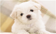 狗三岁了算幼犬吗