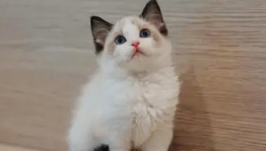 布偶猫容易掉毛吗 让布偶猫不掉毛的方法只有一个