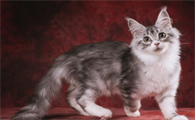 非纯种猫好养吗?