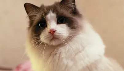 布偶猫一直叫 布偶猫一直叫是什么原因