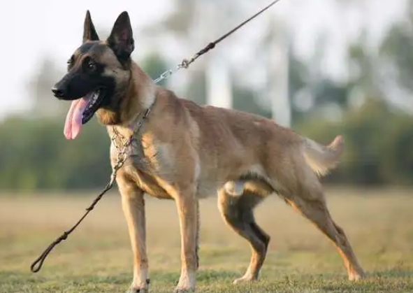 马犬怎么辨别真假