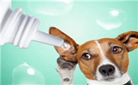 可以用犬用洗耳液给猫咪么