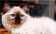 布偶猫乱咬东西的处理方法，布偶猫乱咬东西原来是这个原因导致的