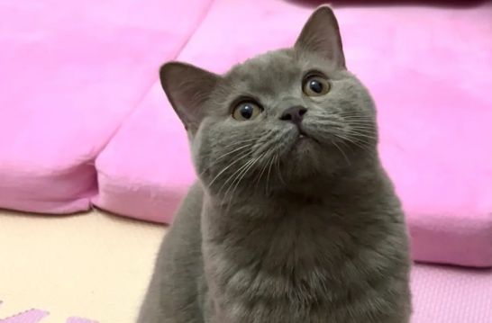 蓝猫的脾气性格怎么样呀 蓝猫的脾气性格怎么样呀