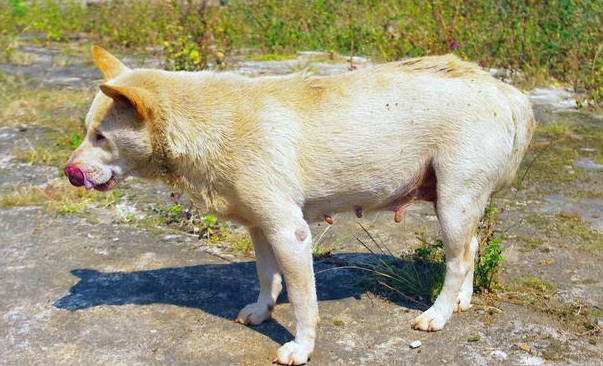 狗狗在怀孕期间是否需要驱虫吗?怎样照顾怀孕的狗狗(图1)