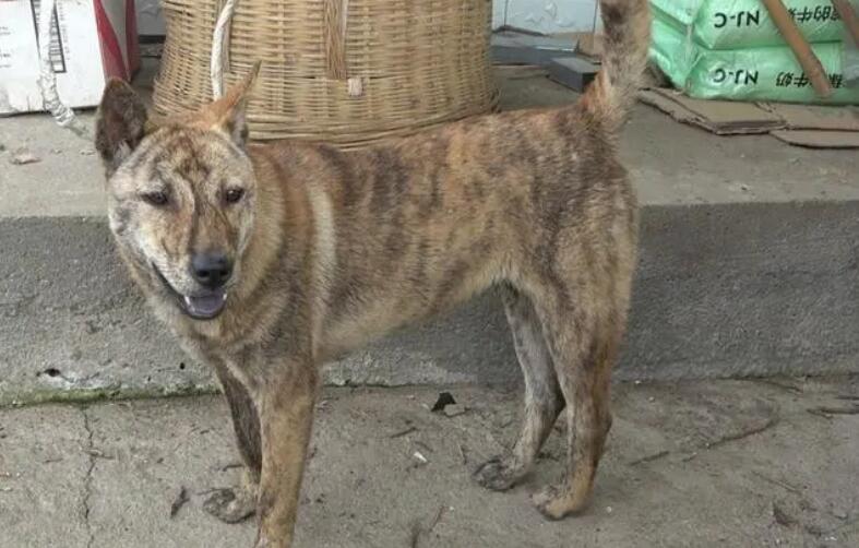 纯种极品虎斑犬