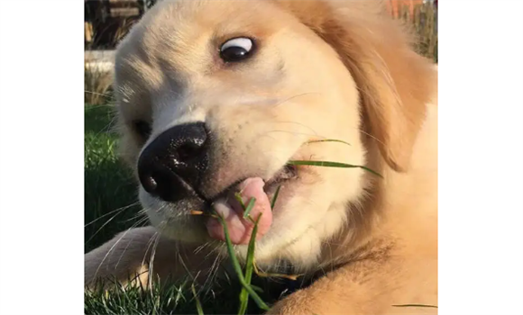 金毛幼犬打嗝需要注意哪些？