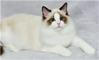 养布偶猫对人身体的害处