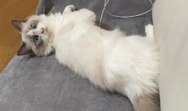 布偶猫能吃鱼吗？布偶猫吃鱼需要注意这点