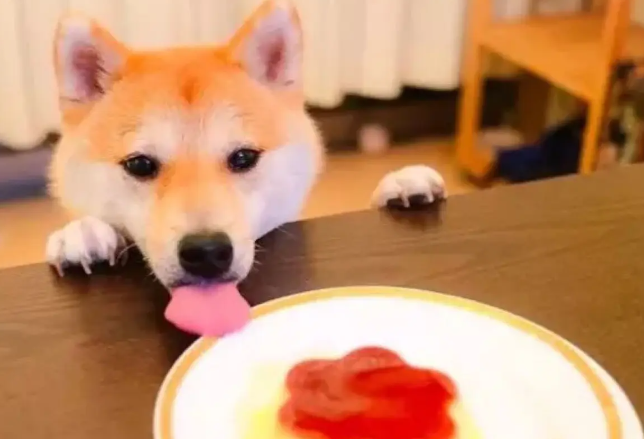 柴犬腹部或脖子的毛不白,柴犬毛色不白的原因? 柴犬腹部或脖子的毛不白,柴犬毛色不白的原因?