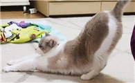 为什么猫咪总翘屁股睡觉