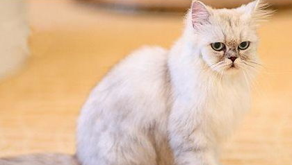 金吉拉猫难产怎么办？我来告诉你！
