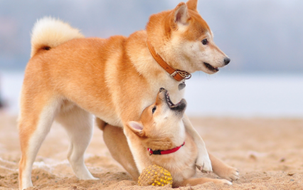 柴犬晚上怕冷吗 柴犬怕冷的表现