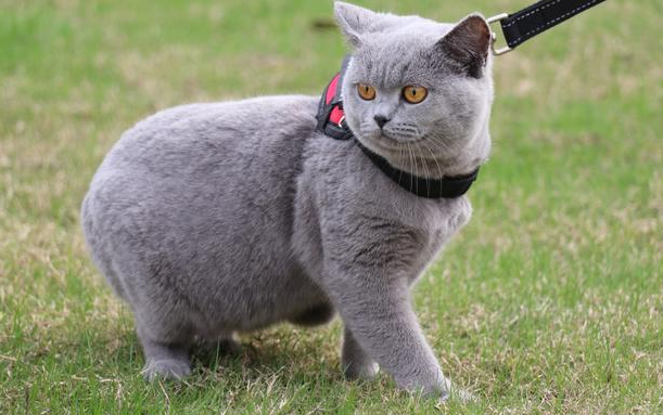 宠物猫有哪些品种图片