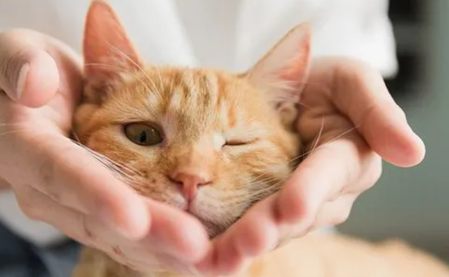 怀孕的猫不吃饭怎么办?猫怀孕后不爱吃饭? 怀孕的猫不吃饭怎么办?猫怀孕后不爱吃饭?