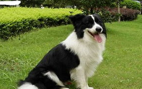 边境牧羊犬下崽之前有什么症状？牧羊犬分娩的准备！