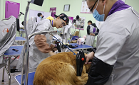 自贡宠物培训学校