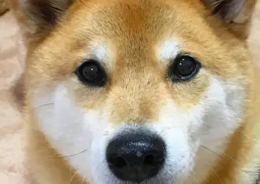 柴犬能打猎吗？它们原本就是帮忙打猎的犬种