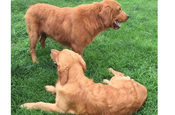 金毛狗狗不听话怎么办？金毛幼犬不听话怎么教育？