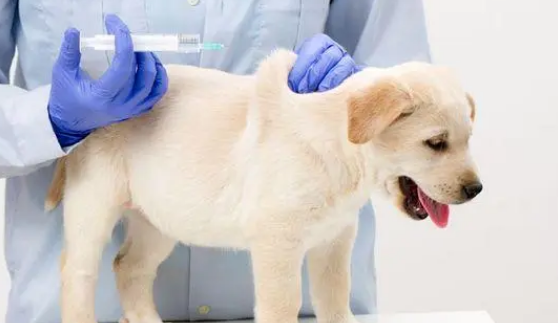 关于犬注射疫苗的重要知识？