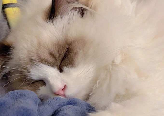 布偶猫是什么猫杂交的?布偶猫原来是这样来的! 布偶猫是什么猫杂交的?布偶猫原来是这样来的!