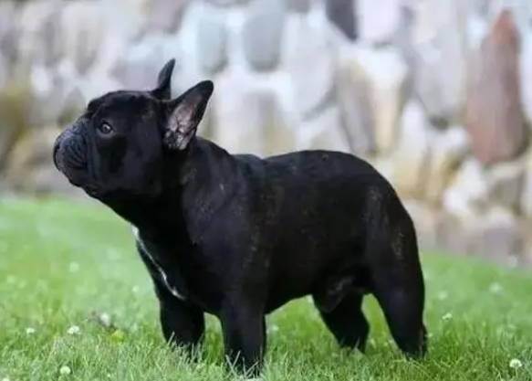 法牛多少钱一只幼犬 法牛多少钱一只幼犬