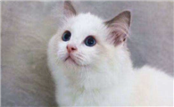 哪里有成年布偶猫出售?购买布偶猫的渠道原来这么多?