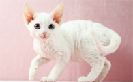 德文卷毛猫骗局