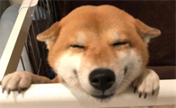 柴犬脚趾炎，柴犬脚趾炎这样做最科学？
